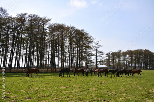北海道の馬_Horse_2