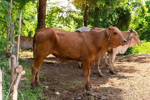 Cows, a herd of cattle resting, standing on the ground with farm agriculture. Asian traditional, nature background.