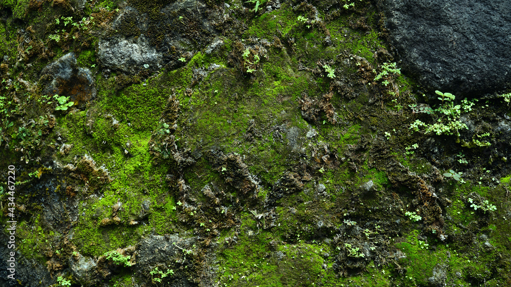 Green moss on stone walls. Can be used as background design material