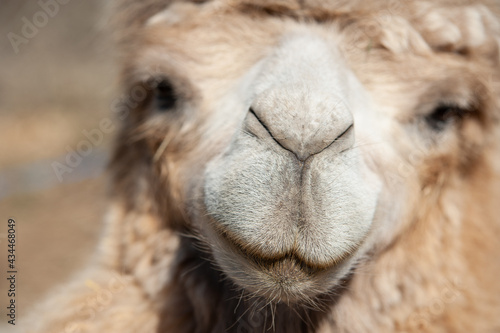 camel smile close up
