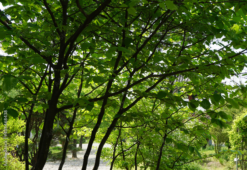 Obraz premium trees in the forest