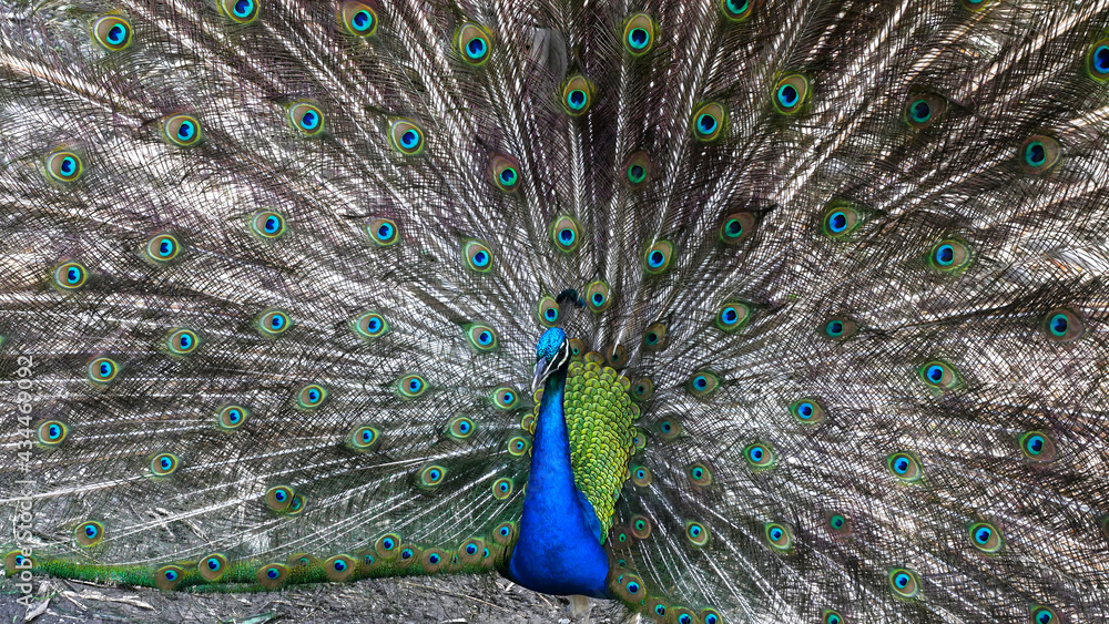 Naklejka premium Pavorreal