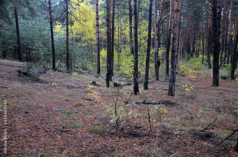 Fototapeta premium Pine forest in Kiev Region. Nature of Eastern Europe at autumn