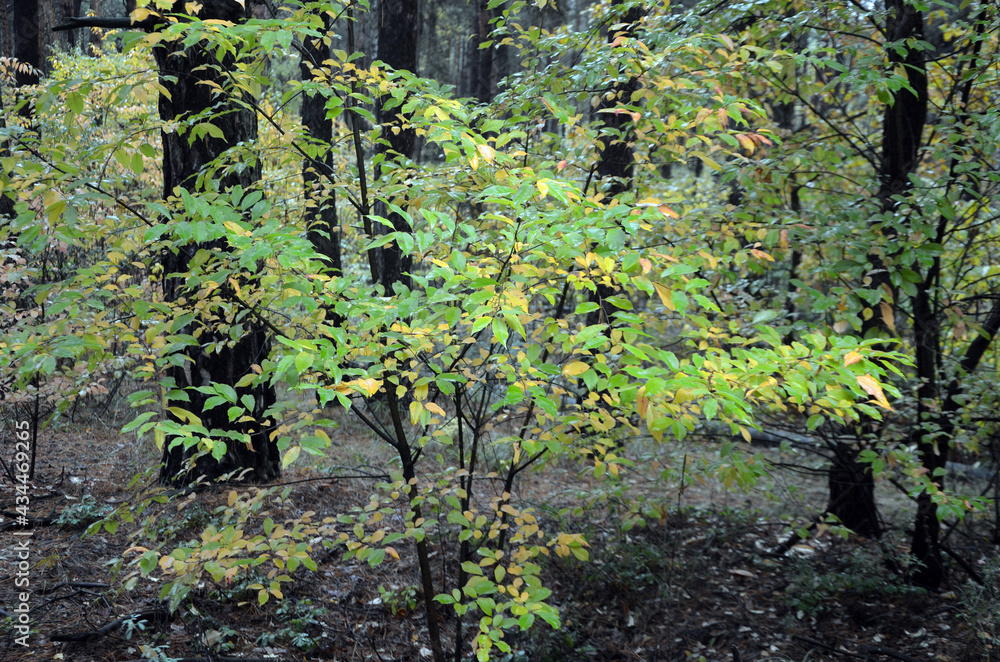 Fototapeta premium Pine forest in Kiev Region. Nature of Eastern Europe at autumn