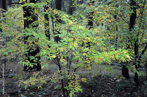 Fototapeta Naklejka Na Ścianę i Meble -  Pine forest in Kiev Region. Nature of Eastern Europe at autumn