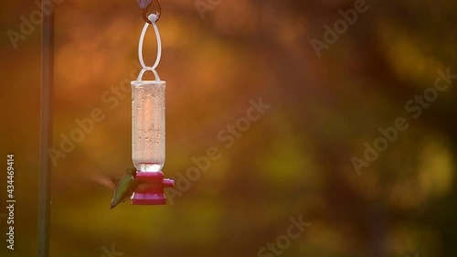 Hummingbird competing with ants at the feeder