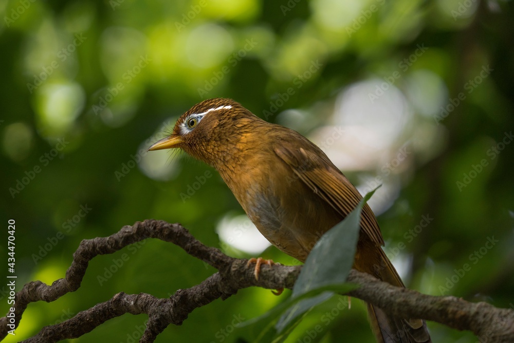 Fototapeta premium This image showcases a close up view of a wild Chinese Hwamei (Leucodioptron canorum) perched on a branch with a lush landscape in the background.