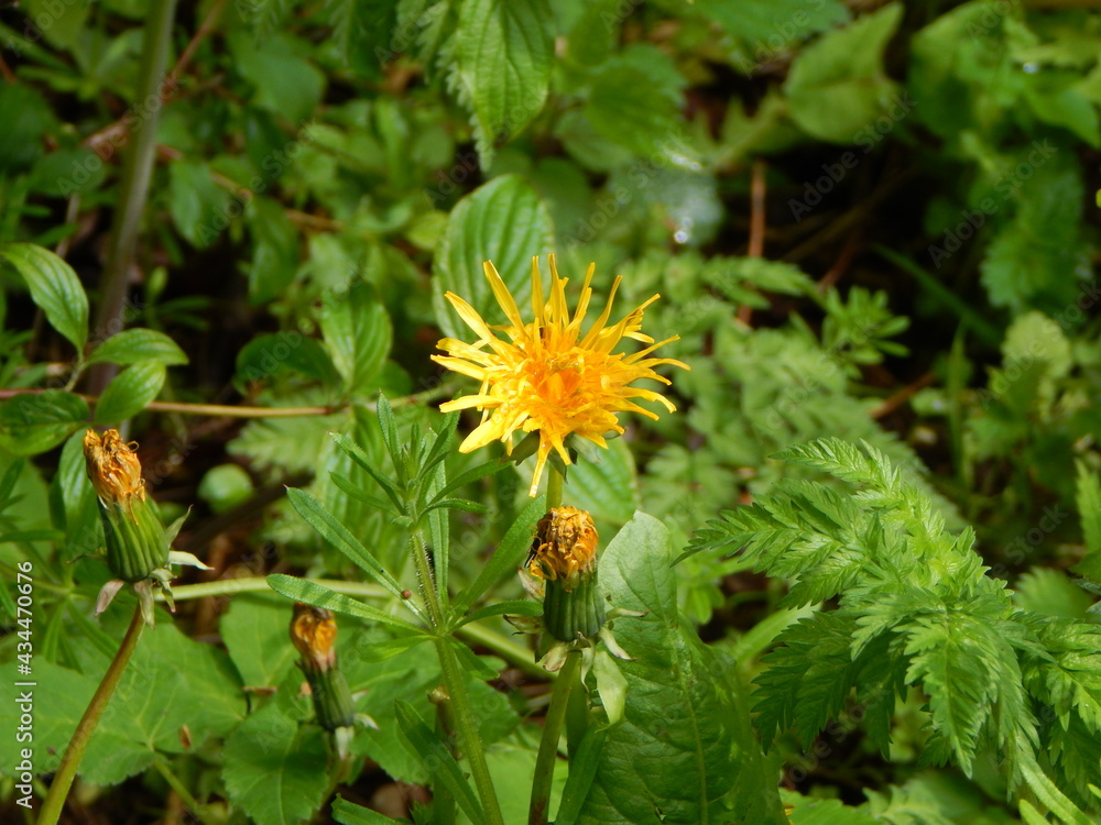 yellow flower of a dandelion