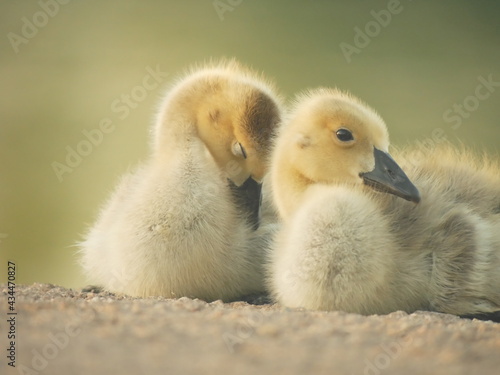 family of ducklings © connor