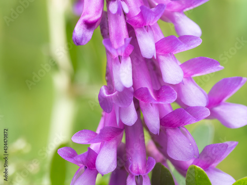 草むらに咲いたクサフジの花 photo