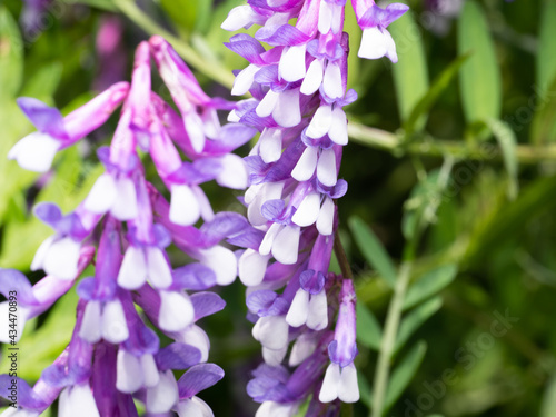 草むらに咲いたクサフジの花 photo