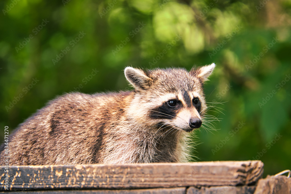 A raccoon looking over a wooden fence with a blurred green background..