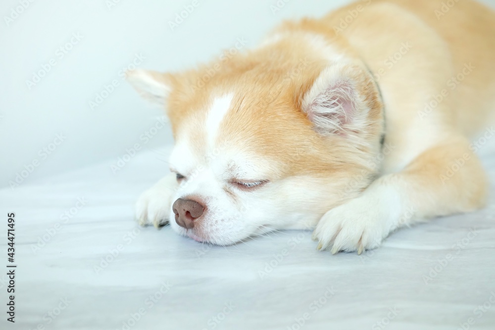 Brown chihuahua dog sleeping on the floor. Brown chihuahua dog sleeping on the floor.