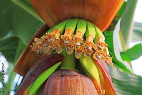 Banana flowers in greenhouse, North China photo