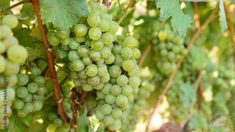  Vine and bunch of white grapes in garden