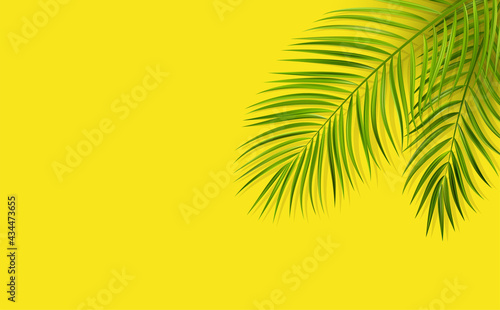 Green leaf of palm tree on yellow background