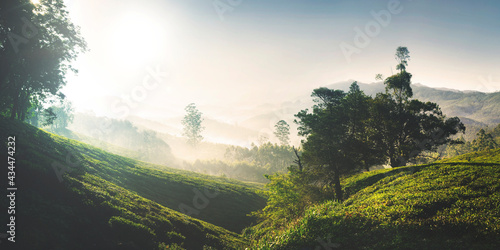 Panorama of beautiful tea plantation at sunrise. Kerela  India.