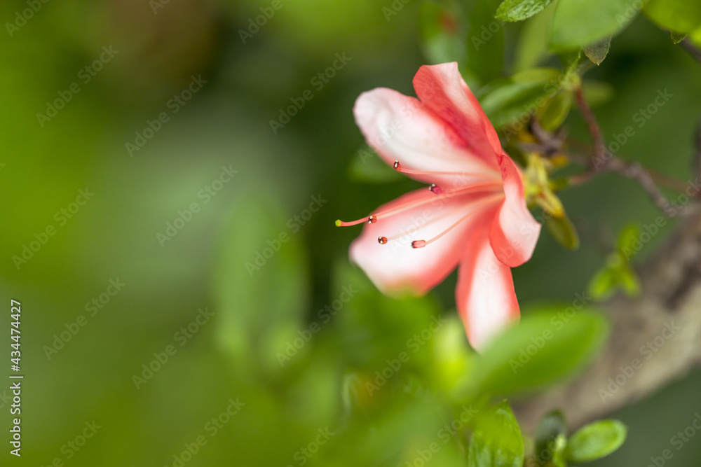 Azalea flowers Azalea flowers