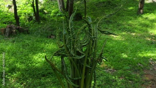 Tropical green leaves of Lasia spinosa on dark background, nature summer forest plant concept. Green leaves is a herbaceous plant of the Araceae family. photo