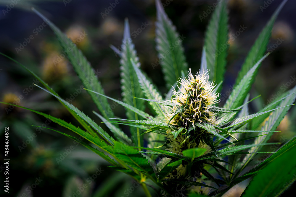 Close up of Blooming purple Kalini Asia Marijuana plant with Flowers, cannabis sativa leaves, marihuana -THC cannabis flower and marijuana plant Close up of Blooming purple Kalini Asia Marijuana plant with Flowers, cannabis sativa leaves, marihuana -THC cannabis flower and marijuana plant
