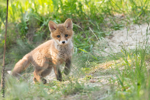 Fuchswelpe kommt aus dem Fuchsbau und beobachtet die Umgebung © Ronald Rampsch