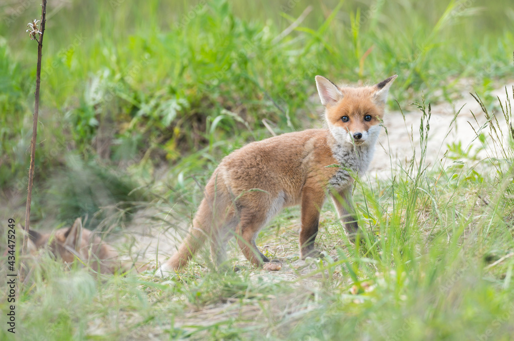 Ein kleiner Fuchs erkundet die Welt