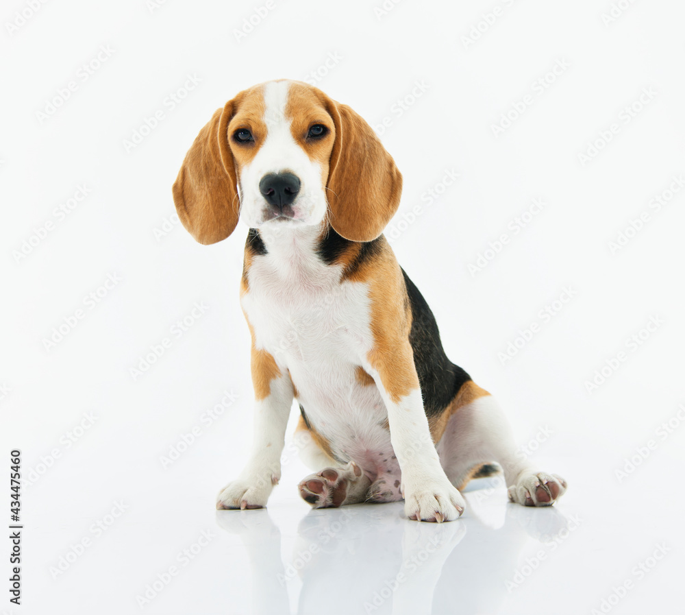 Beagle dog sitting with white background Beagle dog sitting with white background