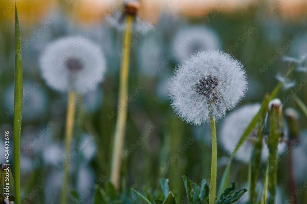 Dandelion in the grass on the sunset