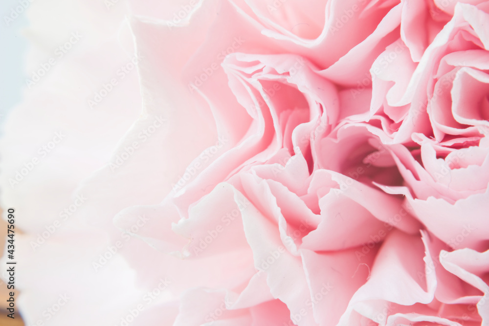 Spring background with pink carnation closeup