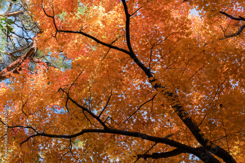 殿ヶ谷戸庭園の紅葉