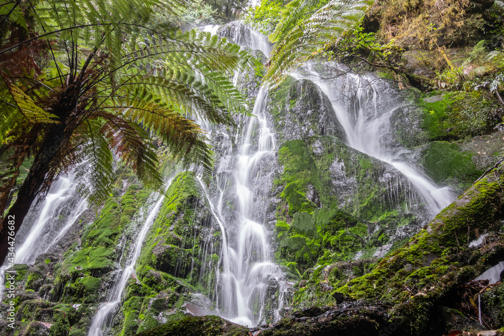 Fototapeta premium Waterfall surrounded by New Zealand native bush