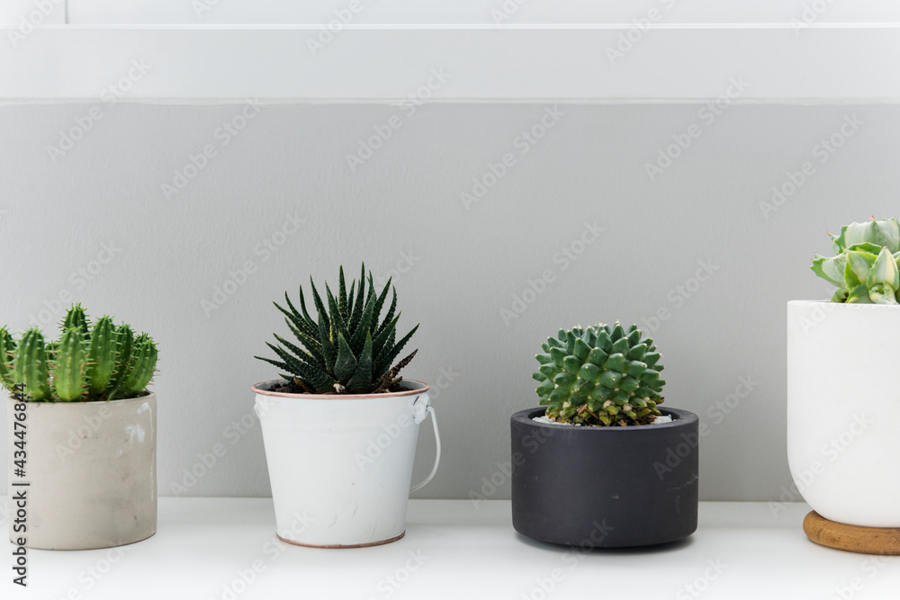 Pots of Cactus for Decoration Pots of Cactus for Decoration