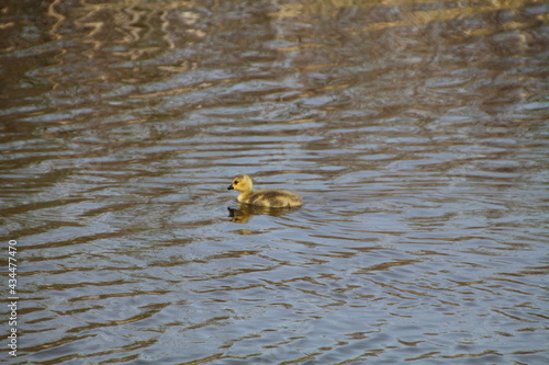 Gosling On The Water, Pylypow Wetlands, Edmonton, Alberta