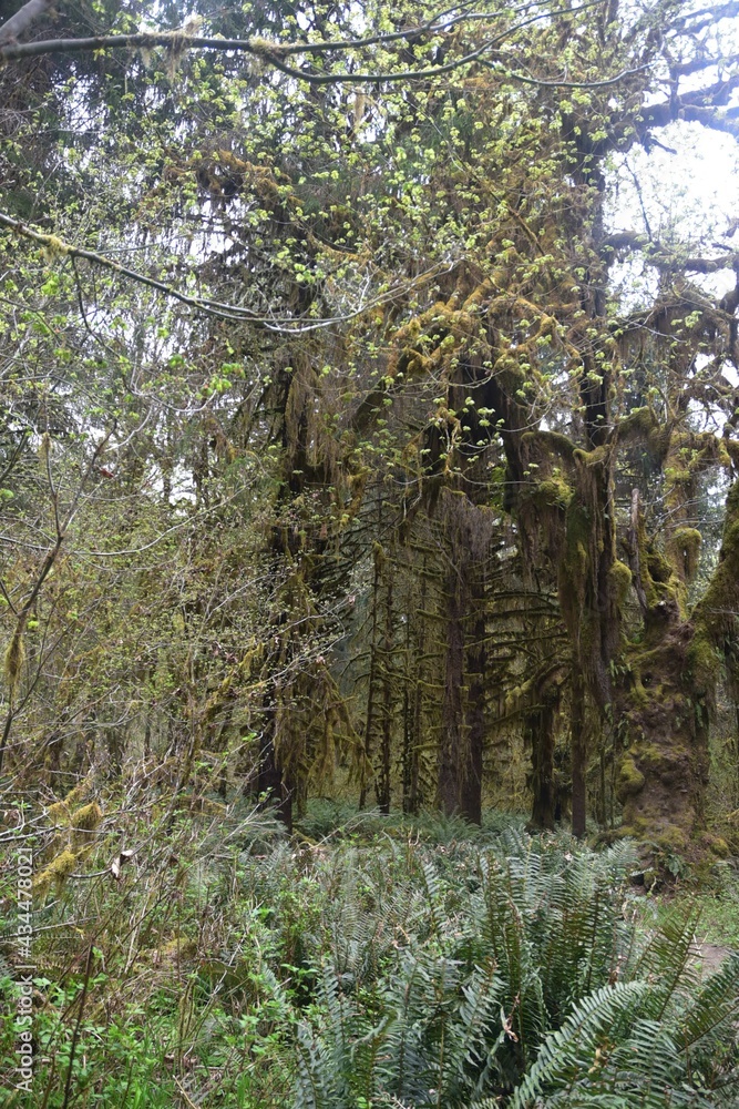 Fototapeta premium Travel Through a Fairy Tale - Hoh Rain Forest Trail in Olympic National Park