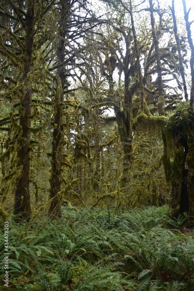 Travel Through a Fairy Tale - Hoh Rain Forest Trail in Olympic National Park Travel Through a Fairy Tale - Hoh Rain Forest Trail in Olympic National Park