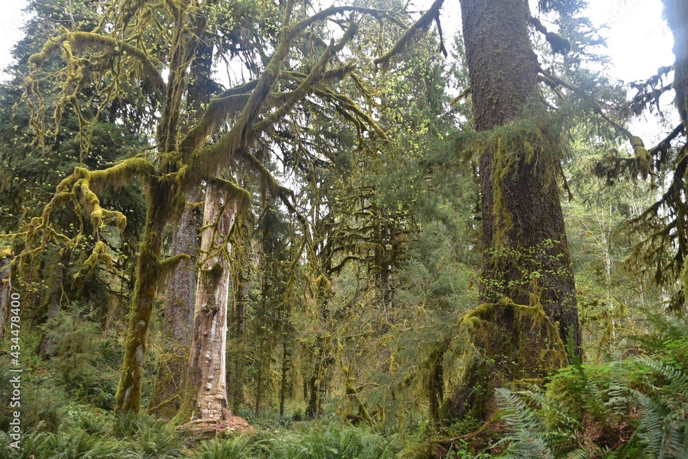 Fototapeta premium Travel Through a Fairy Tale - Hoh Rain Forest Trail in Olympic National Park