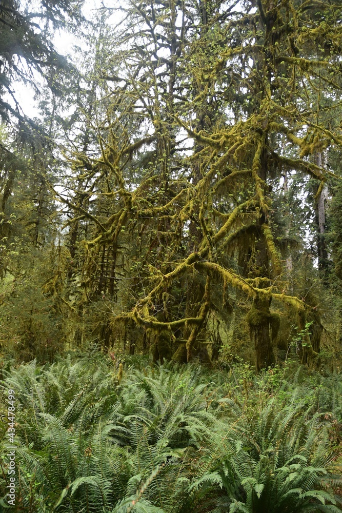 Travel Through a Fairy Tale - Hoh Rain Forest Trail in Olympic National Park Travel Through a Fairy Tale - Hoh Rain Forest Trail in Olympic National Park