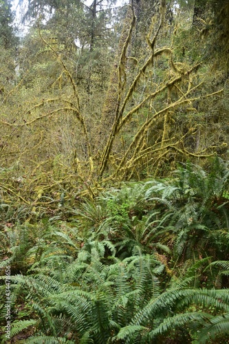 Travel Through a Fairy Tale - Hoh Rain Forest Trail in Olympic National Park