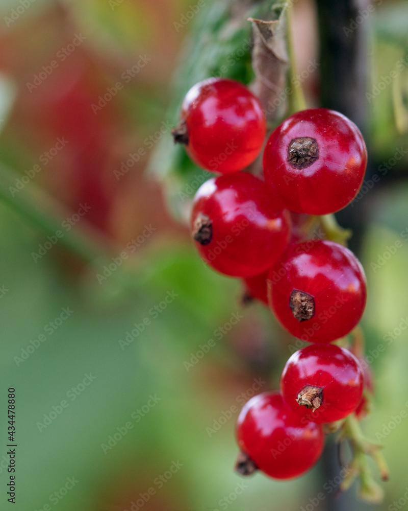 Ripe red currant berries close up on branches of green bush. Growing and ripening in homegrown or farm horticulture garden. Selective focus Ripe red currant berries close up on branches of green bush. Growing and ripening in homegrown or farm horticulture garden. Selective focus