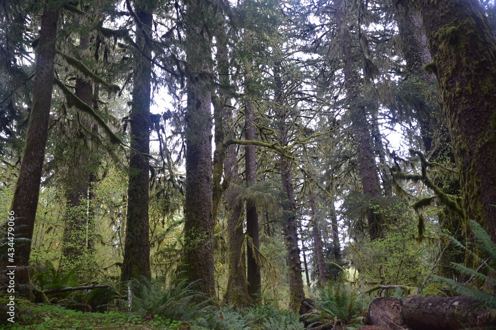 Travel Through a Fairy Tale - Hoh Rain Forest Trail in Olympic National Park Travel Through a Fairy Tale - Hoh Rain Forest Trail in Olympic National Park