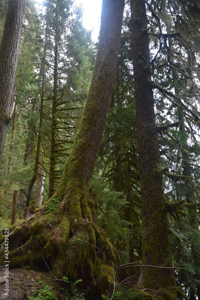 Travel Through a Fairy Tale - Hoh Rain Forest Trail in Olympic National Park Travel Through a Fairy Tale - Hoh Rain Forest Trail in Olympic National Park