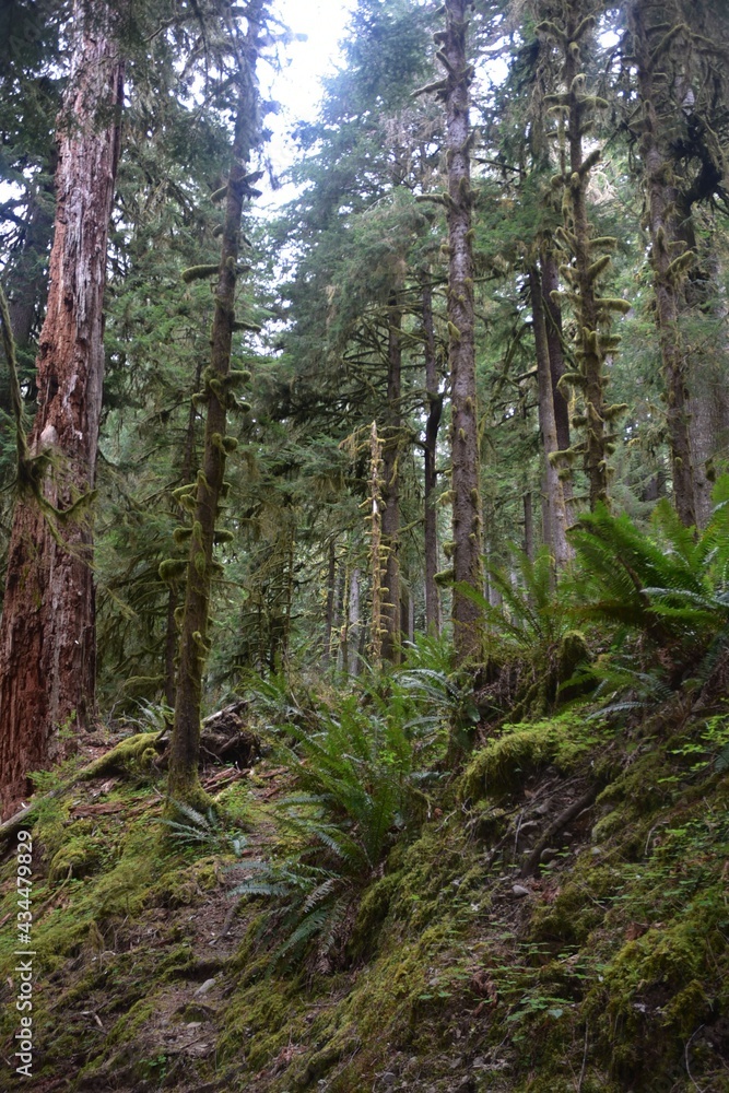 Travel Through a Fairy Tale - Hoh Rain Forest Trail in Olympic National Park Travel Through a Fairy Tale - Hoh Rain Forest Trail in Olympic National Park