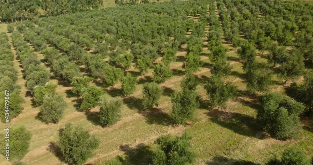 olive plantation tree line with drone 4k olive plantation tree line with drone 4k