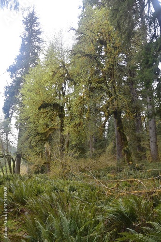 Travel Through a Fairy Tale - Hoh Rain Forest Trail in Olympic National Park