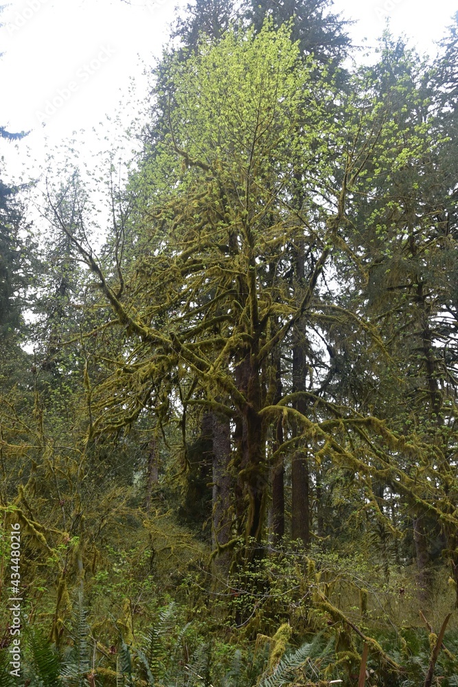 Fototapeta premium Travel Through a Fairy Tale - Hoh Rain Forest Trail in Olympic National Park