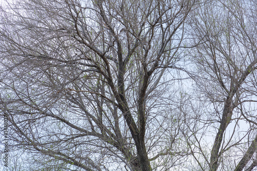 An elm tree in the sky with many branches in the spring that starts in the vegetation