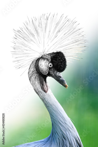 Hand drawing and photography crowned crane combination. Sketch graphics animal mixed with photo