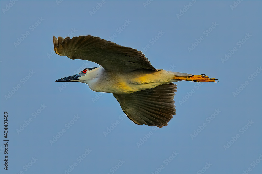 Obraz premium Black-crowned night heron