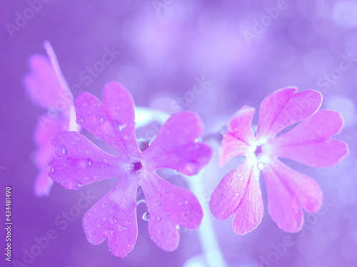 Macro pink primrose flower art photo. Close-up. © Людмила Селянинова