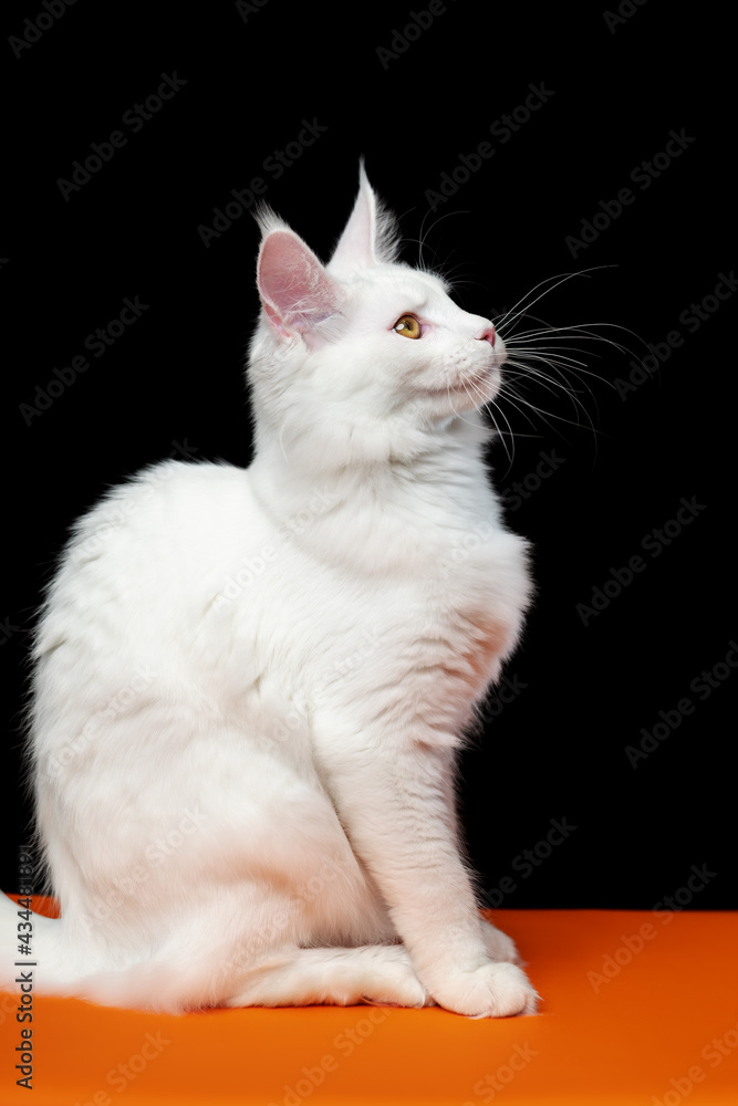 Cute white color American Longhair Cat. Side view portrait of female Maine Coon Cat sitting on orange and black background.